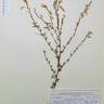 Fotografia de herbário 1 da espécie Ononis ramosissima no Jardim Botânico UTAD