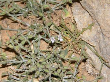 Fotografia da espécie Salvia aegyptiaca