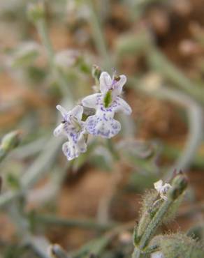 Fotografia 3 da espécie Salvia aegyptiaca no Jardim Botânico UTAD