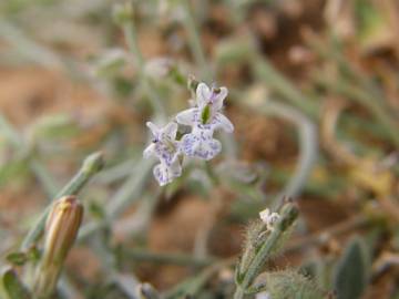 Fotografia da espécie Salvia aegyptiaca