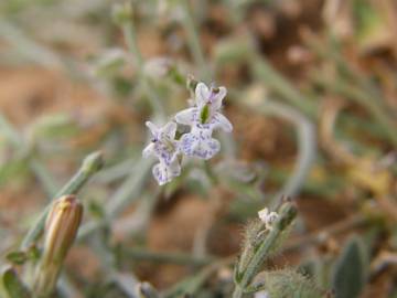 Fotografia da espécie Salvia aegyptiaca