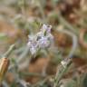 Fotografia 3 da espécie Salvia aegyptiaca do Jardim Botânico UTAD