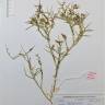 Fotografia de herbário 1 da espécie Zilla spinosa no Jardim Botânico UTAD