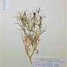 Fotografia de herbário 1 da espécie Zilla spinosa no Jardim Botânico UTAD