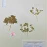 Fotografia de herbário 1 da espécie Gymnocarpos sclerocephalus no Jardim Botânico UTAD