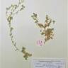 Fotografia de herbário 1 da espécie Morettia canescens no Jardim Botânico UTAD