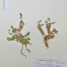 Fotografia de herbário 1 da espécie Morettia canescens no Jardim Botânico UTAD