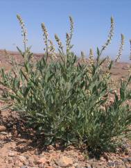 Reseda villosa