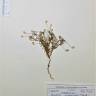 Fotografia de herbário 1 da espécie Leysera leyseroides no Jardim Botânico UTAD