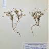 Fotografia de herbário 1 da espécie Leysera leyseroides no Jardim Botânico UTAD
