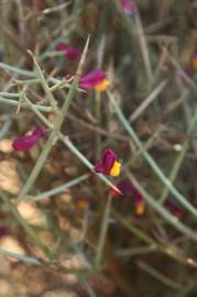 Fotografia da espécie Polygaloides balansae