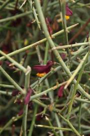 Fotografia da espécie Polygaloides balansae