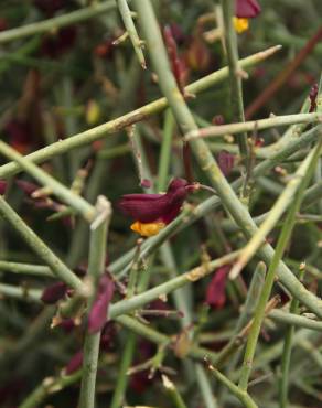 Fotografia 6 da espécie Polygaloides balansae no Jardim Botânico UTAD