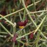 Fotografia 6 da espécie Polygaloides balansae do Jardim Botânico UTAD