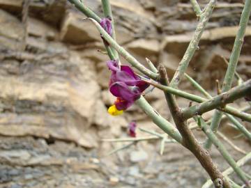 Fotografia da espécie Polygaloides balansae