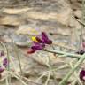 Fotografia 8 da espécie Polygaloides balansae do Jardim Botânico UTAD