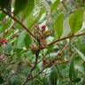 Fotografia 16 da espécie Pistacia lentiscus do Jardim Botânico UTAD