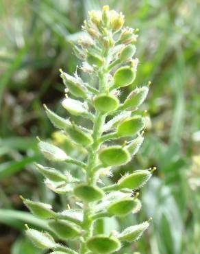 Fotografia 1 da espécie Lepidium hirtum subesp. calycotrichum no Jardim Botânico UTAD
