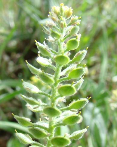 Fotografia de capa Lepidium hirtum subesp. calycotrichum - do Jardim Botânico