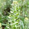 Fotografia 1 da espécie Lepidium hirtum subesp. calycotrichum do Jardim Botânico UTAD