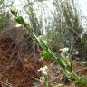 Fotografia 3 da espécie Lepidium hirtum subesp. calycotrichum do Jardim Botânico UTAD