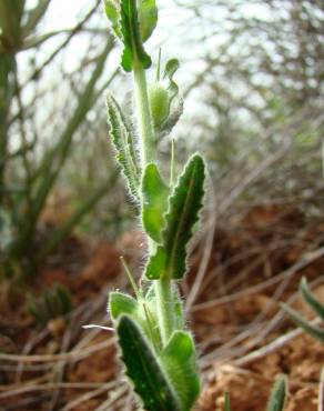 Fotografia 4 da espécie Lepidium hirtum subesp. calycotrichum no Jardim Botânico UTAD