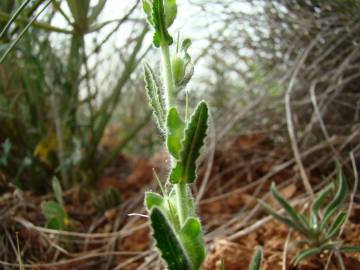 Fotografia da espécie Lepidium hirtum subesp. calycotrichum