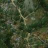 Fotografia 23 da espécie Asparagus albus do Jardim Botânico UTAD
