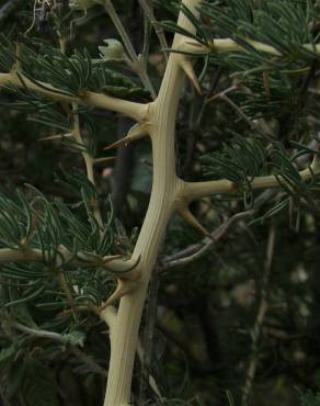 Fotografia 24 da espécie Asparagus albus no Jardim Botânico UTAD
