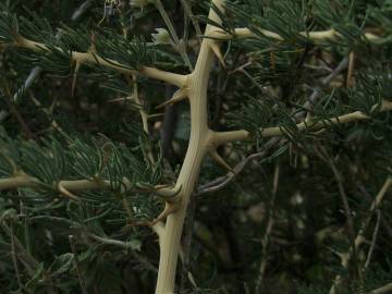 Fotografia da espécie Asparagus albus