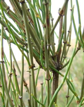 Fotografia 14 da espécie Ephedra fragilis subesp. fragilis no Jardim Botânico UTAD