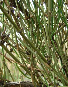 Fotografia 15 da espécie Ephedra fragilis subesp. fragilis no Jardim Botânico UTAD