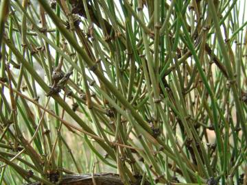 Fotografia da espécie Ephedra fragilis subesp. fragilis