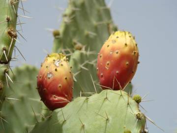 Fotografia da espécie Opuntia maxima