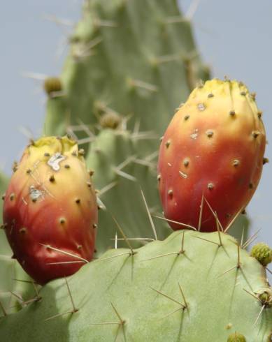 Fotografia de capa Opuntia maxima - do Jardim Botânico