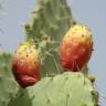 Fotografia 1 da espécie Opuntia maxima do Jardim Botânico UTAD