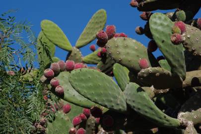 Fotografia da espécie Opuntia maxima