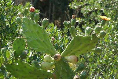 Fotografia da espécie Opuntia maxima