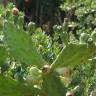 Fotografia 3 da espécie Opuntia maxima do Jardim Botânico UTAD