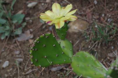 Fotografia da espécie Opuntia maxima