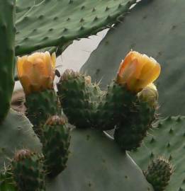 Fotografia da espécie Opuntia maxima