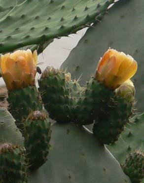 Fotografia 5 da espécie Opuntia maxima no Jardim Botânico UTAD