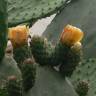 Fotografia 5 da espécie Opuntia maxima do Jardim Botânico UTAD