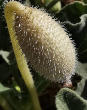 Fotografia 10 da espécie Ecballium elaterium subesp. elaterium no Jardim Botânico UTAD