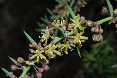 Fotografia da espécie Asparagus horridus