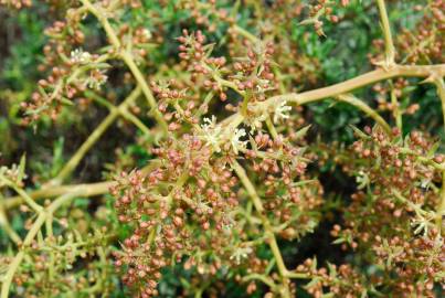 Fotografia da espécie Asparagus horridus