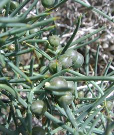 Fotografia da espécie Asparagus horridus