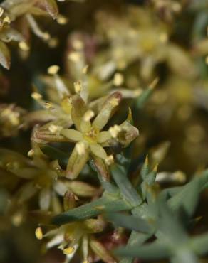 Fotografia 5 da espécie Asparagus horridus no Jardim Botânico UTAD