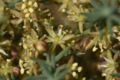 Fotografia da espécie Asparagus horridus