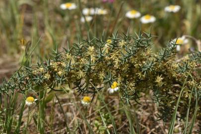 Fotografia da espécie Asparagus horridus